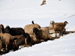 Faraşin Yaylasında kış hayatı