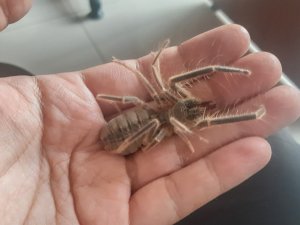 Hakkari'de yeni böğü türü keşfedildi