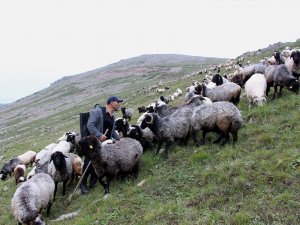 Karadeniz'in son sürü sahipleri