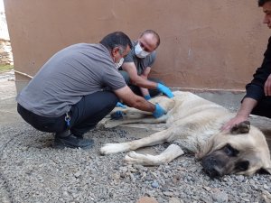 İnşaatta düşen köpeğin ayağı kırıldı