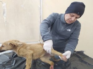 Hakkari'de can dostlar için yoğun mesai