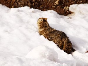 Yaralı kurdu gezgin öğretmen kurtardı