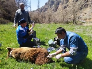 Hakkari'de yaralı ayı içi seferberlik