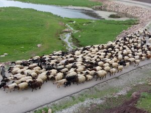 Göçerlerin 6 günlük yayla yolculuğu