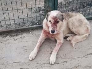 Kurt saldırısına uğrayan köpek tedavi altına alındı