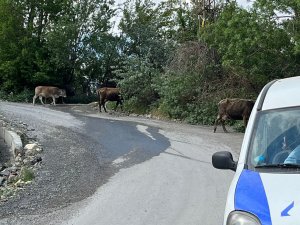 Hakkari’de başıboş inekler kent dışına çıkartılıyor