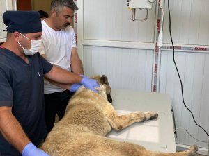 Bayram'da sokak hayvanları unutulmadı