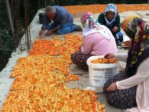 Van'da kayısı kurutma dönemi