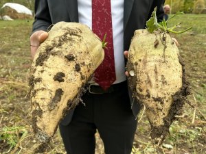 Yüksekova'da şeker pancarı hasadı başladı