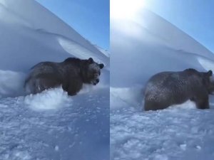 Vedaş arıza ekibi ayı görüntüledi