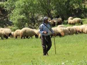 Küçükbaş hayvanların zorlu yolcuğu başladı