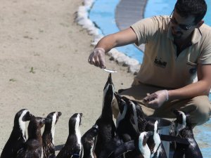 Penguen ailesine 2 yeni üye