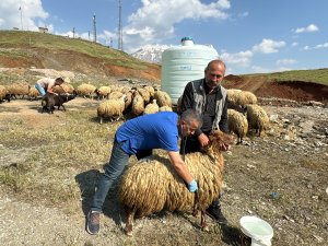 Kurbanlıklar sağlık taramasından geçirildi