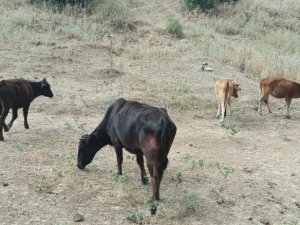 Derecik'te kayıp inekler 4 gün sonra bulundu