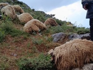 Bahçesaray'da Sürüye yıldırım isabet etti