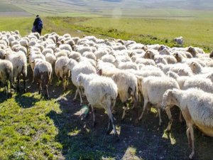 Türkiye, Afganistan'la çoban pazarlığına başladı