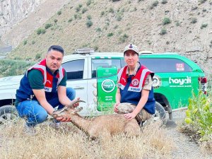 Jandarma'dan yaralı dağ keçisine şefkat eli