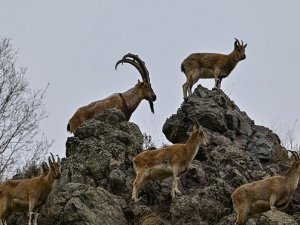 Dağ keçileri yavruları ile birlikte görüntülendi