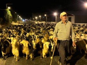 Koyun sürüsü merkezinden geçti