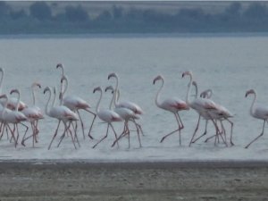 Flamingolar göle renk kattı