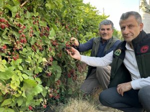 Yüksekova’da böğürtlen bereketi