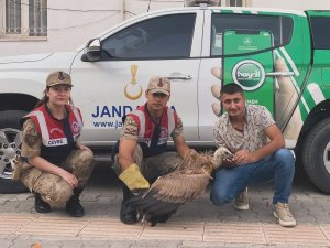 Jandarma'dan yaralı Akbaba'ya şefkat eli