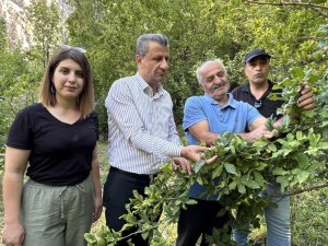 Muşmula meyvesi Yüksekova'da yetişti