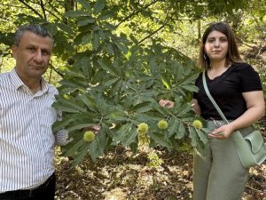 Yüksekova’da kestane hasadı hazırlıkları