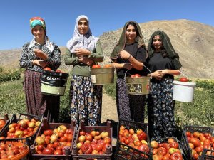 Yüksekova'da domates hasadına başladı