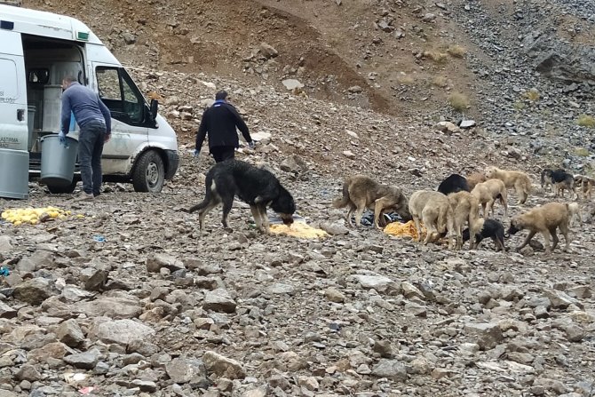 Yağmurlu havada can dostlara yiyecek bırakıldı