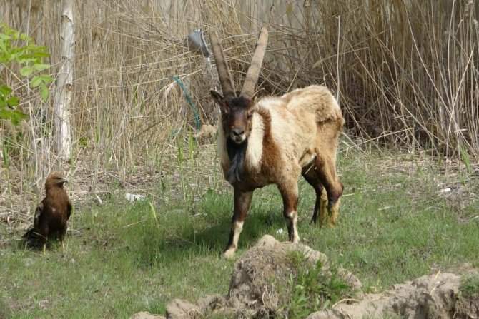 Van'da 400 yaban hayvanı tedavi edildi