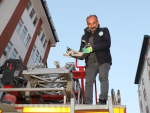 Hakkari’de yavru kedi kurtarma operasyonu