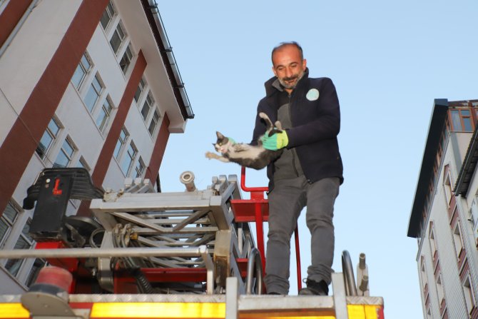 Hakkari’de yavru kedi kurtarma operasyonu