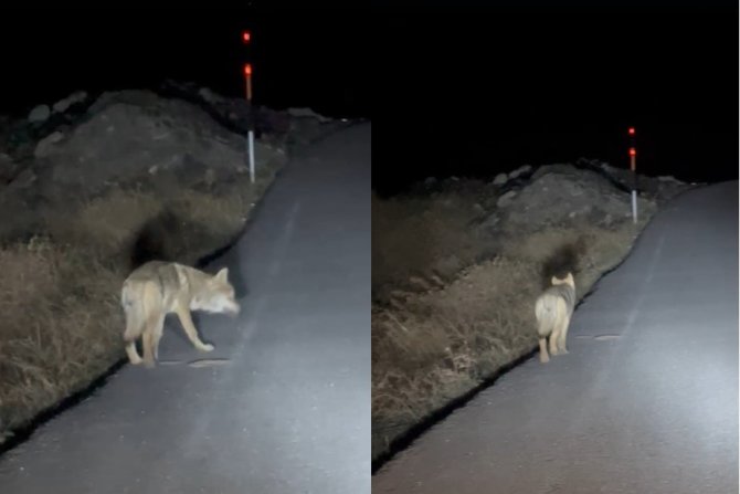 Hakkari'de Kurtlar şehre indi