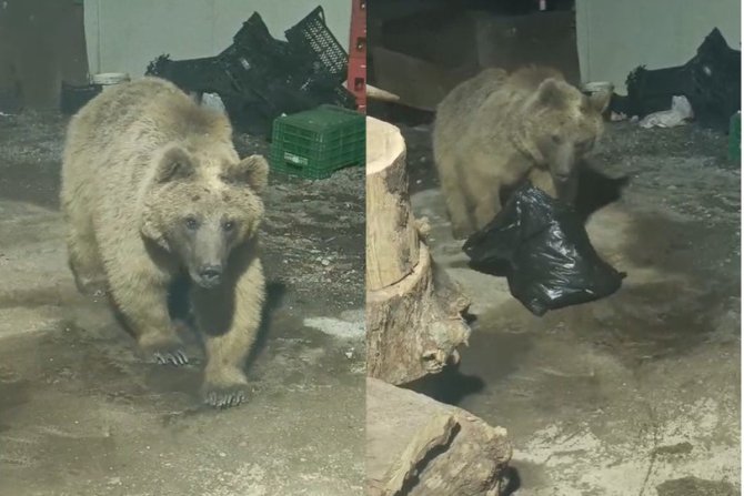 Şantiyeye giren ayı görüntülendi