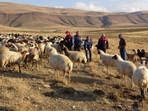 Van Valisi Balcı "2 bin çiftçiye koyun desteği sağladık"