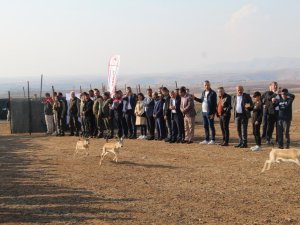 Cudi Dağı'na 30 Ceylan bırakıldı