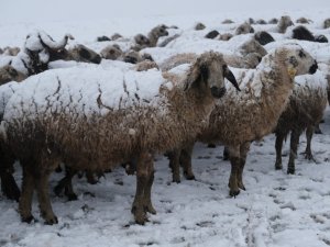 Koyun sürüsü tipiye yakalandı