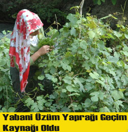 ÜZÜM YAPRAĞI GEÇİM KAYNAĞI OLDU