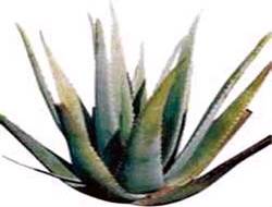 Aloe Vera Hakkari'de