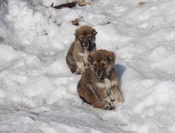 Yavru köpeklerin soğuklarla mücadelesi