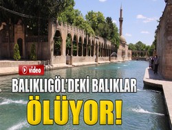 Balıklıgöl’deki balıkların 500'ü öldü