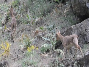 Yaban dağ keçileri bu defa şehrin yakınlarında görüntülendi