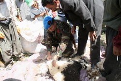 HAKKARİ DE KUZU KIRKMA ŞENLİĞİ