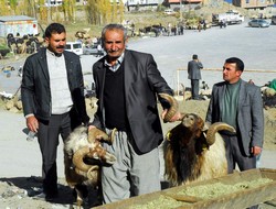 Hakkari'de kurbanlık kampanyası