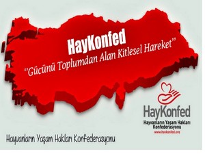 Haykonfed: Bu canları kim öldürdü