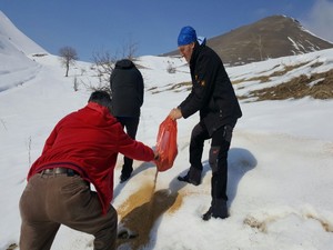 Hakkari kırsalında yemleme çalışması yapıldı