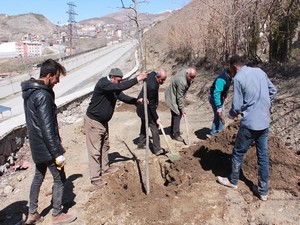 Hakkari ağaçlandırılıyor!