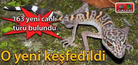 YENİ CANLI TÜRLERİ BULUNDU