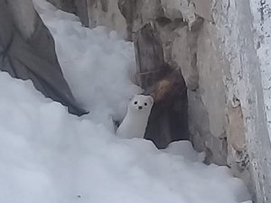 Beyaz gelincik görüntülendi...